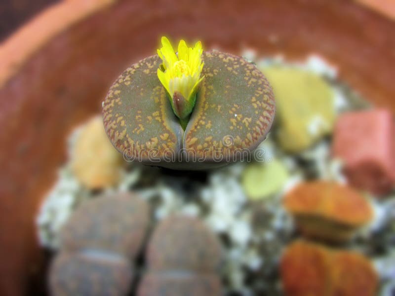Fiore del succulente di giallo di Lithop Echeveria fotografie stock Fiore del succulente di giallo di Lithop Echeveria fotografie stock
