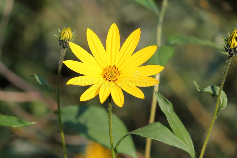 Fiore del topinambur o di helianthus tuberosus immagine stock Fiore del topinambur o di helianthus tuberosus immagine stock