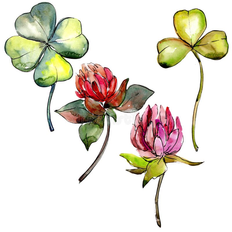 Fiore del trifoglio del Wildflower in uno stile dell'acquerello isolato royalty illustrazione gratis Fiore del trifoglio del Wildflower in uno stile dell'acquerello isolato royalty illustrazione gratis