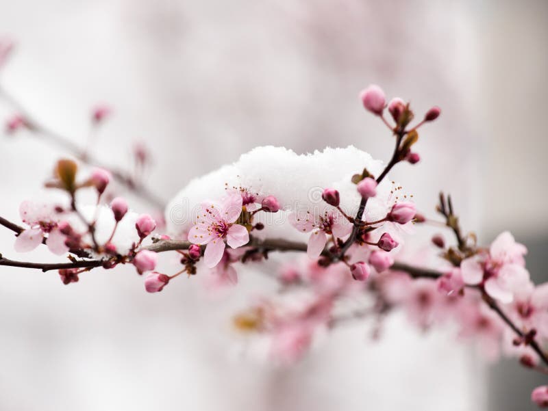 Fiore dell'albero da frutto coperto di neve