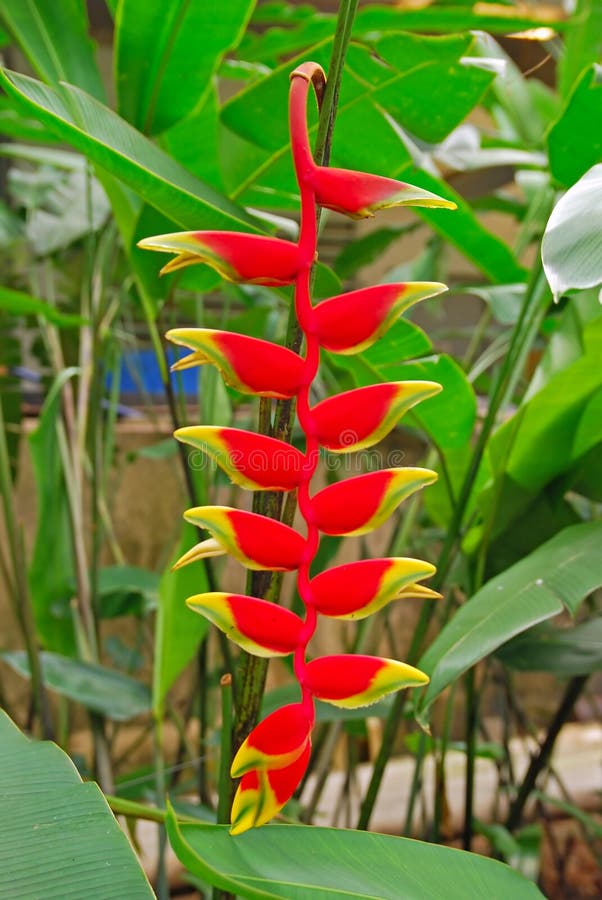 Fiore dell'artiglio dell'aragosta (rostrata di Heliconia) fotografia stock Fiore dell'artiglio dell'aragosta (rostrata di Heliconia) fotografia stock