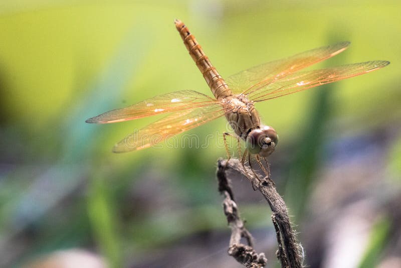 Fiore dell'erba e della libellula fotografia stock libera da diritti Fiore dell'erba e della libellula fotografia stock libera da diritti