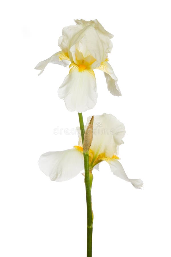 Fiore dell'iride immagini stock libere da diritti