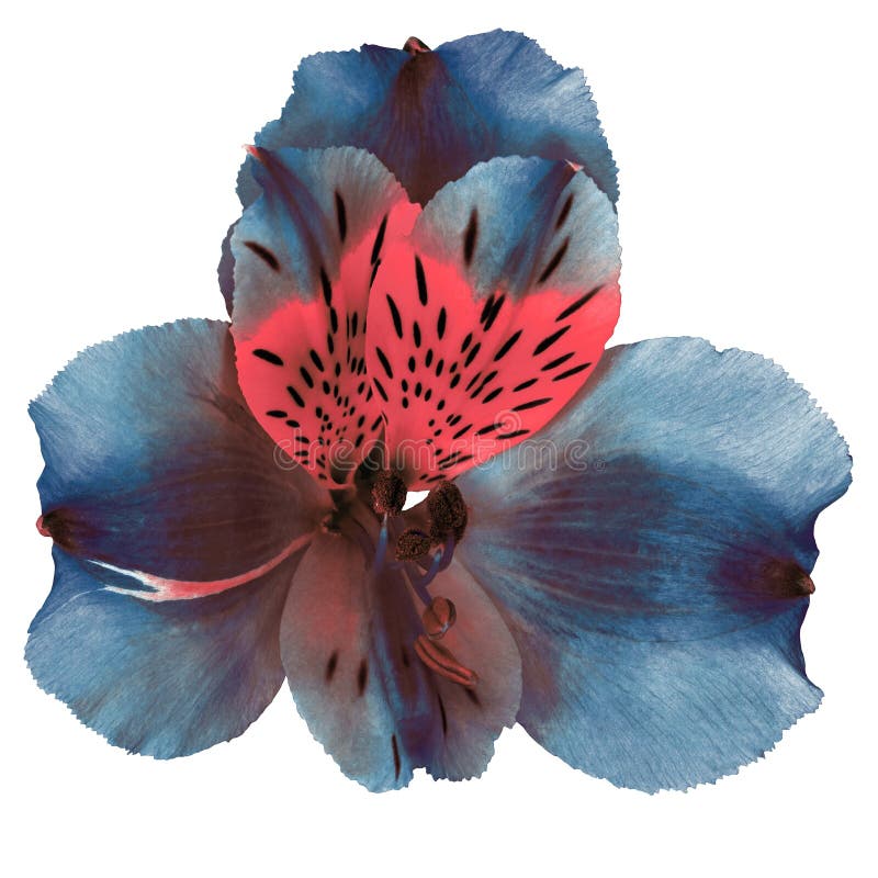 Fiore dell'orchidea di marrone blu di rosa di ceruleo del giardino isolato su fondo bianco Primo piano immagini stock libere da diritti Fiore dell'orchidea di marrone blu di rosa di ceruleo del giardino isolato su fondo bianco Primo piano immagini stock libere da diritti