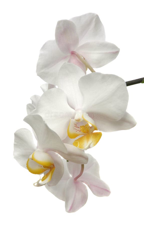 Fiore dell'orchidea di Phalaenopsis isolato su bianco immagini stock libere da diritti
