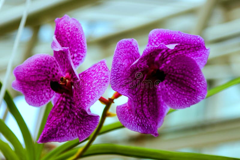 Fiore dell'orchidea in giardino al giorno della primavera o di inverno per progettazione di massima di bellezza della cartolina e immagine stock Fiore dell'orchidea in giardino al giorno della primavera o di inverno per progettazione di massima di bellezza della cartolina e immagine stock