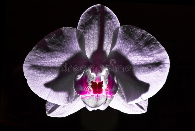 Fiore dell'orchidea isloated su fondo nero fotografie stock Fiore dell'orchidea isloated su fondo nero fotografie stock