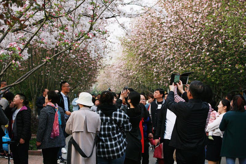 Fiore della begonia fotografia stock