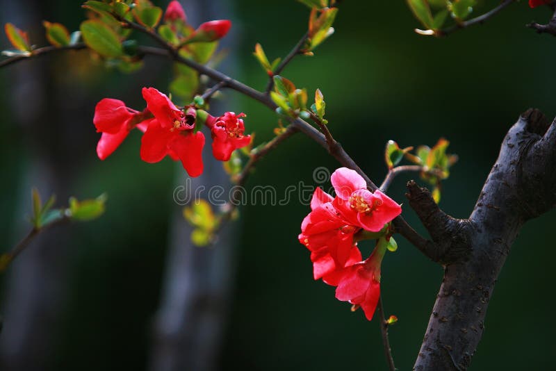 Fiore della begonia fotografie stock libere da diritti