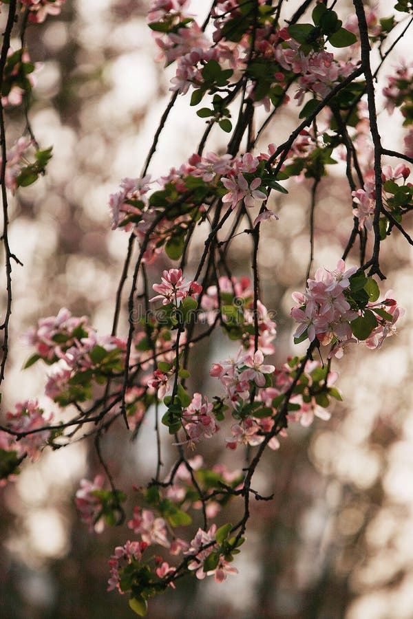 Fiore della begonia fotografia stock libera da diritti