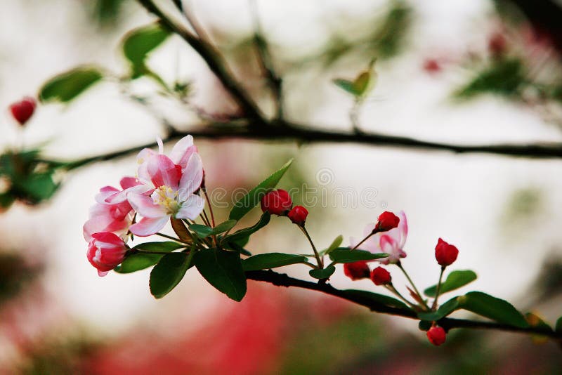 Fiore della begonia immagine stock