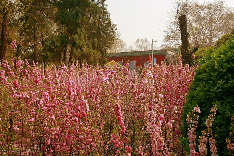 Fiore della begonia fotografie stock