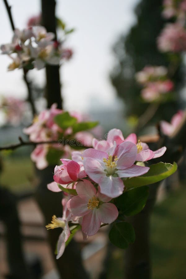 Fiore della begonia fotografie stock libere da diritti