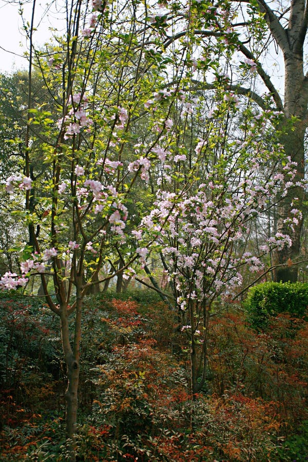 Fiore della begonia fotografia stock