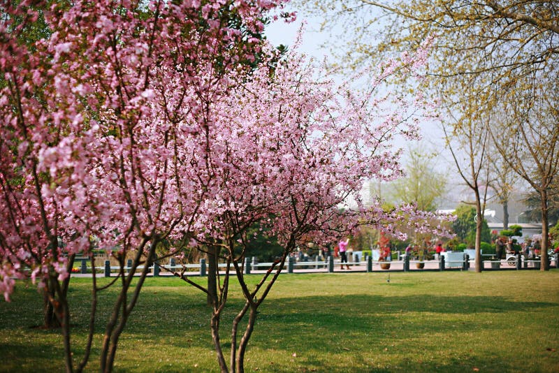 Fiore della begonia immagini stock libere da diritti