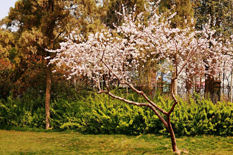 Fiore della begonia fotografie stock