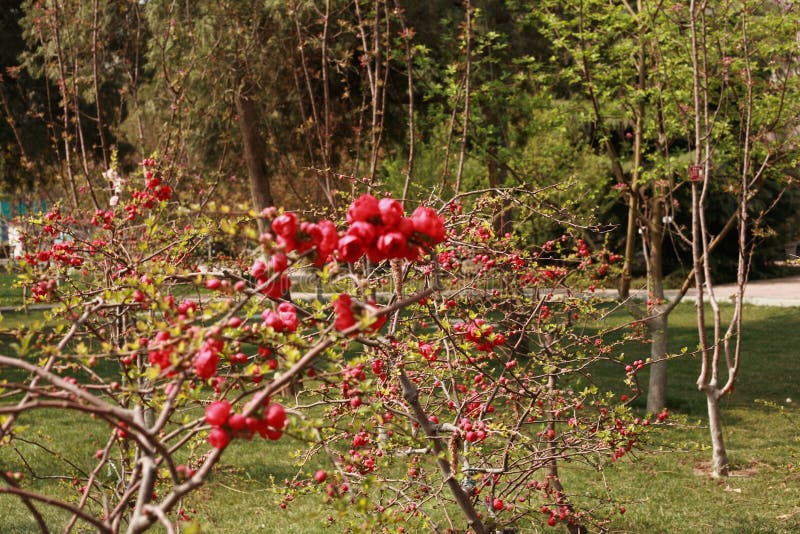 Begonia immagine stock libera da diritti