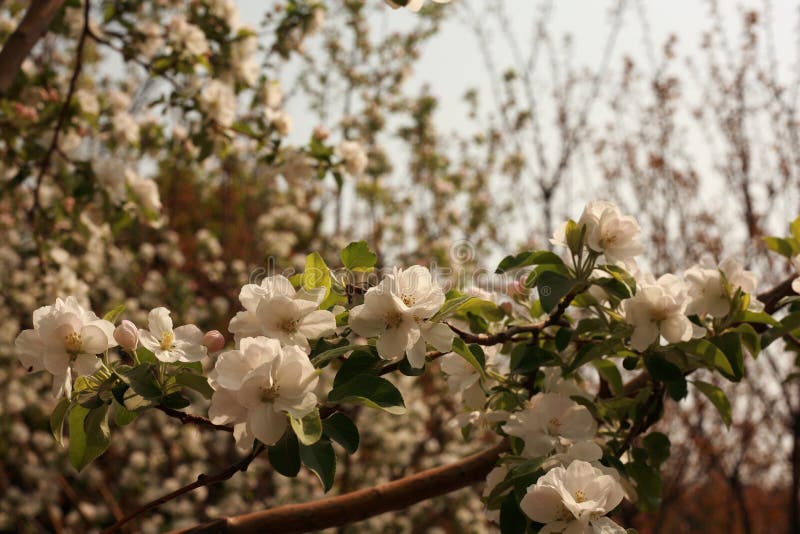 Begonia fotografie stock