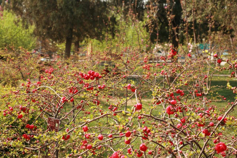 Fiore della begonia immagini stock