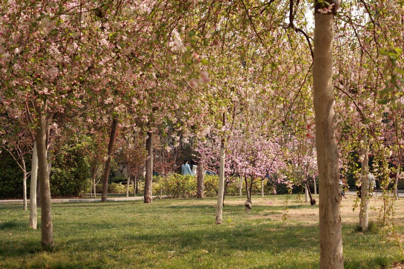Fiore della begonia immagini stock libere da diritti