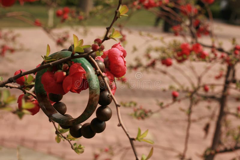 Fiore della begonia immagini stock libere da diritti