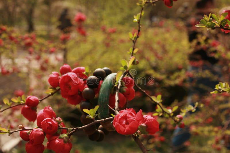 Begonia fotografie stock libere da diritti