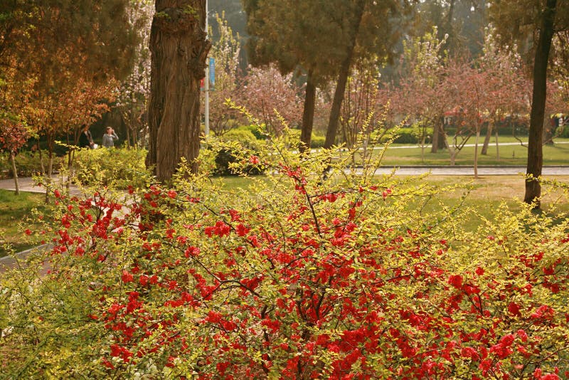 Fiore della begonia immagine stock libera da diritti