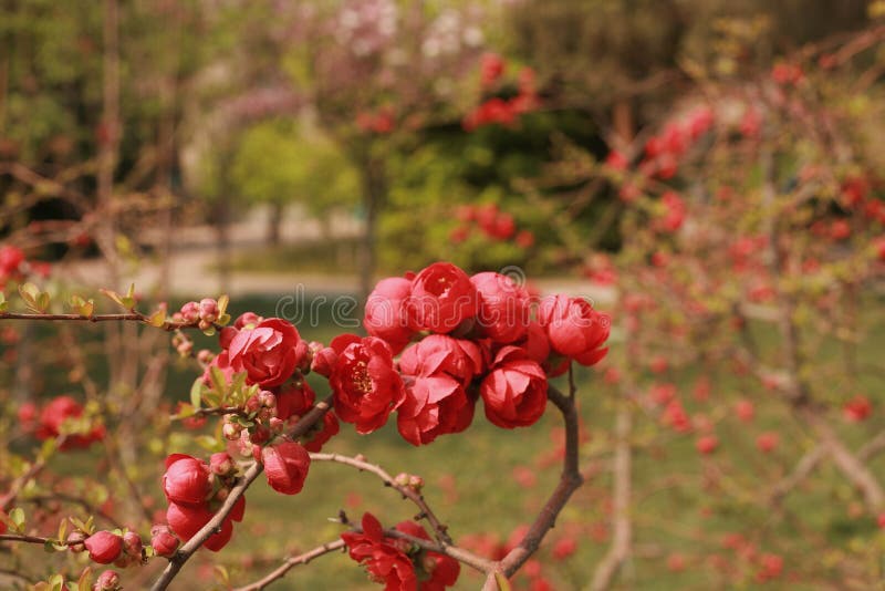 Fiore della begonia immagini stock libere da diritti