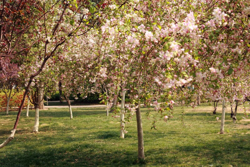 Fiore della begonia fotografia stock