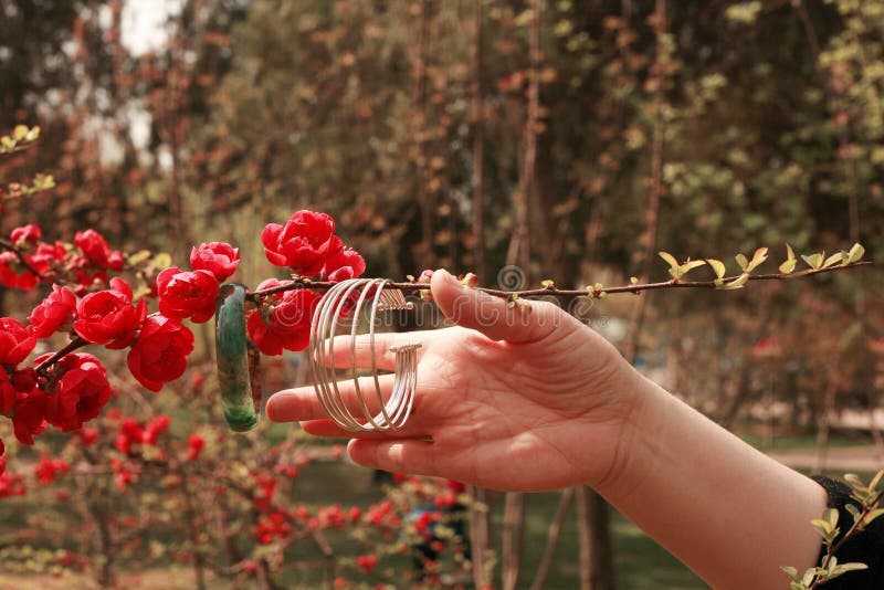 Fiore della begonia immagini stock