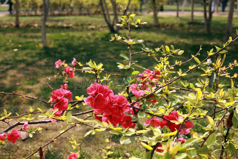 Fiore della begonia fotografia stock