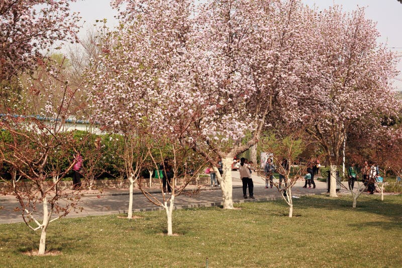 Begonia immagini stock