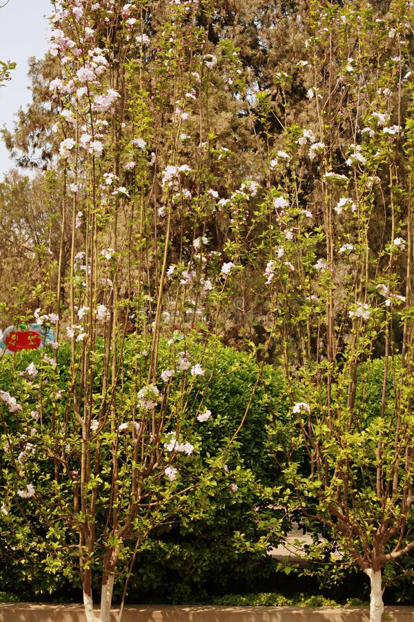 Fiore della begonia immagine stock libera da diritti