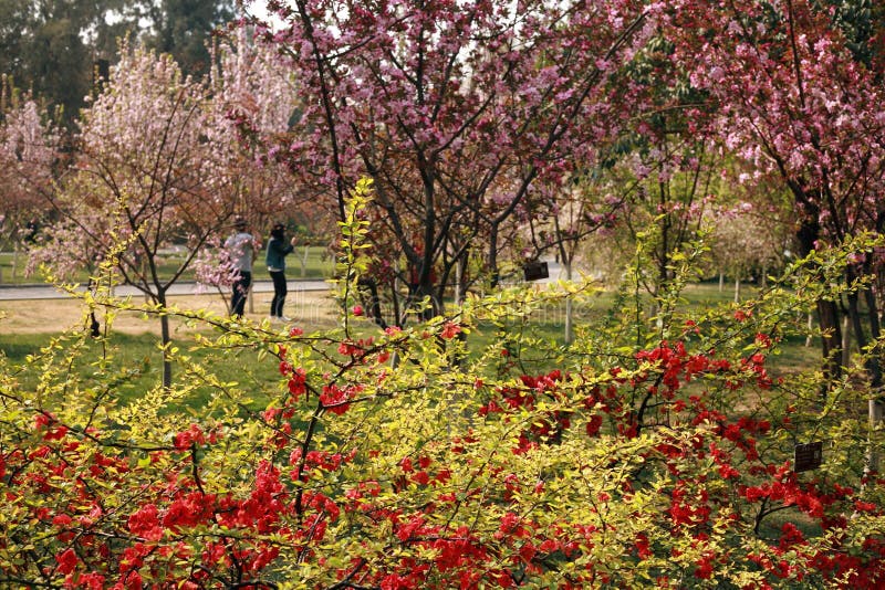 Fiore della begonia fotografia stock