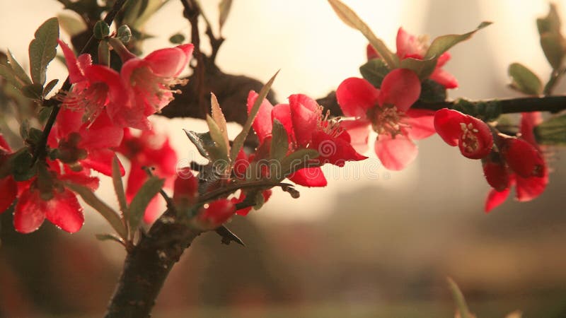 Fiore della begonia immagini stock libere da diritti