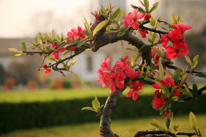 Fiore della begonia fotografia stock