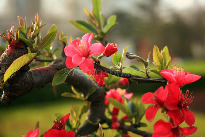 Fiore della begonia fotografia stock libera da diritti