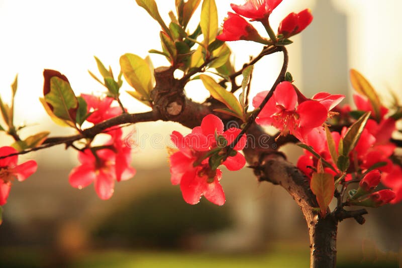 Fiore della begonia immagine stock libera da diritti