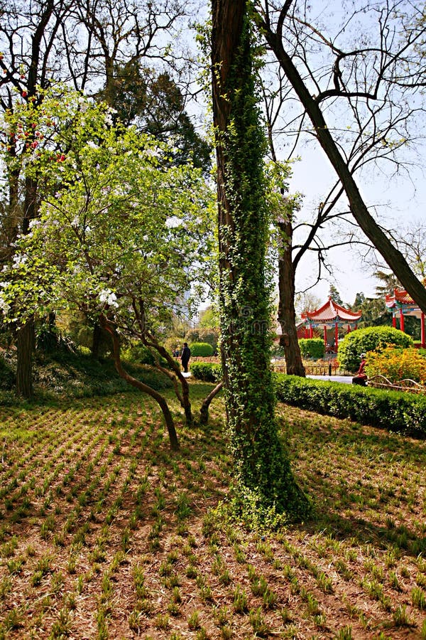 Fiore della begonia immagini stock libere da diritti
