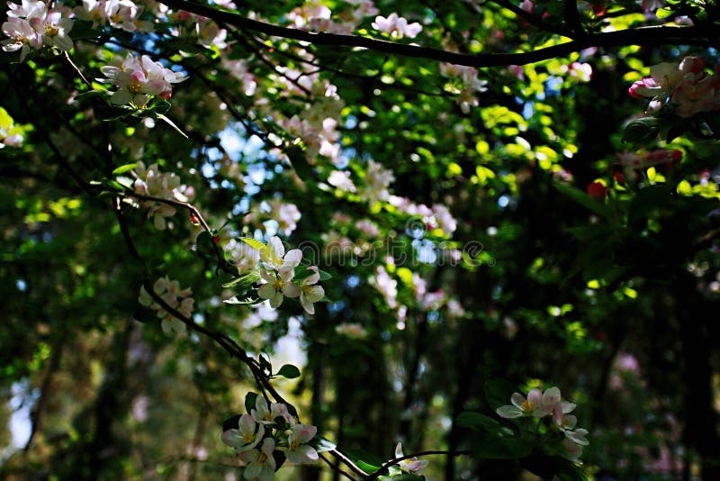 Fiore della begonia fotografie stock