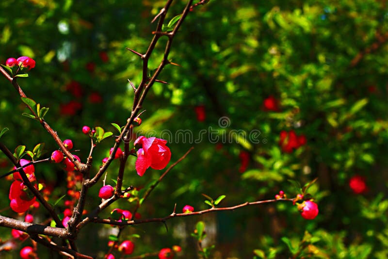 Fiore della begonia fotografia stock libera da diritti