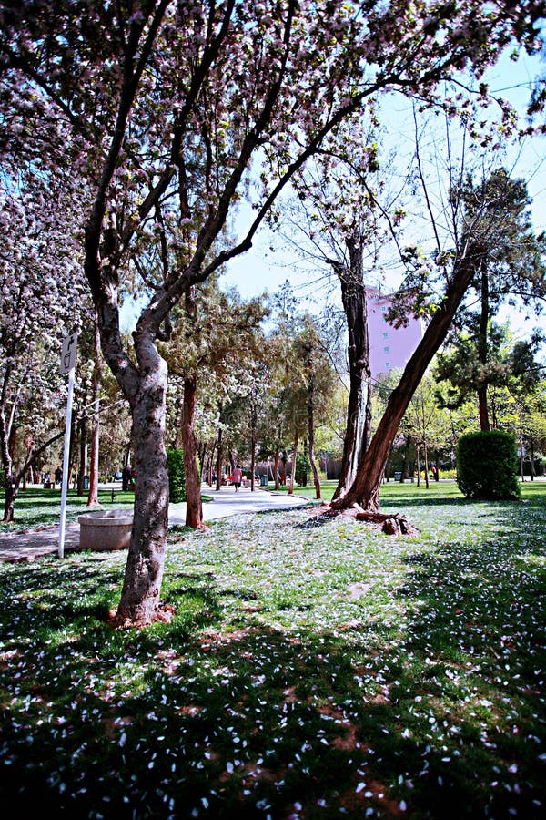 Fiore della begonia fotografia stock