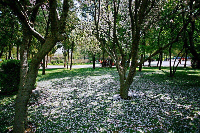 Fiore della begonia immagine stock libera da diritti