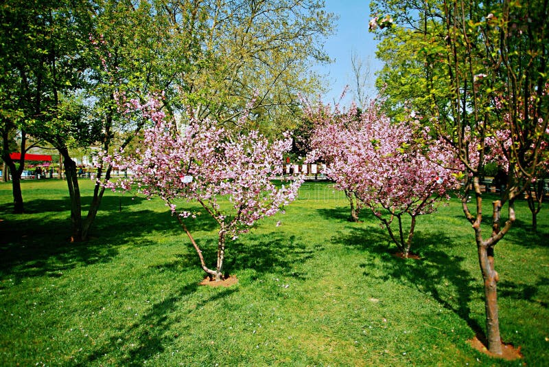 Fiore della begonia fotografia stock libera da diritti