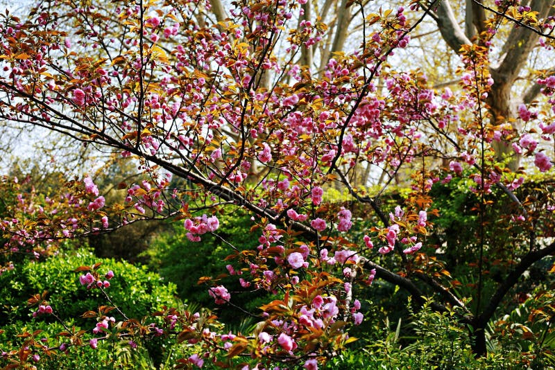 Fiore della begonia fotografia stock