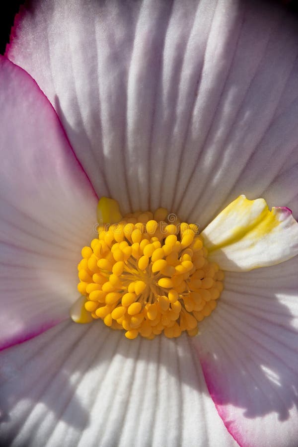 Begonia fotografie stock libere da diritti