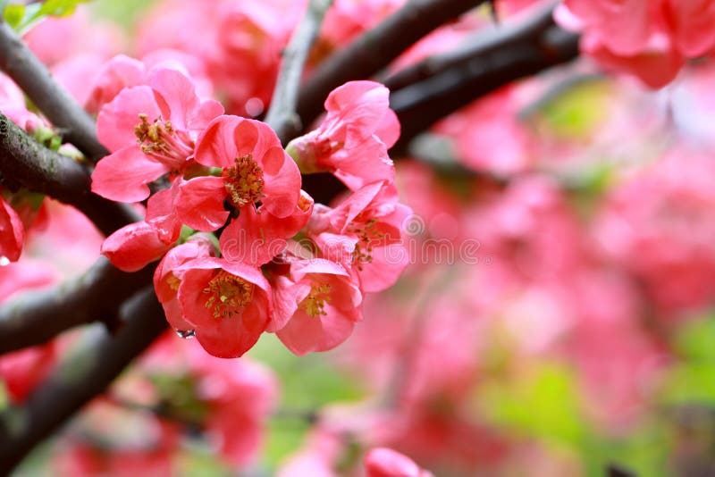 Begonia fotografia stock libera da diritti