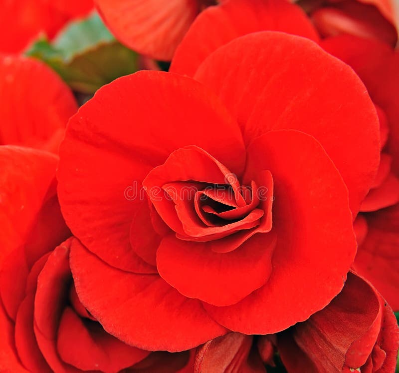 Begonia immagine stock libera da diritti