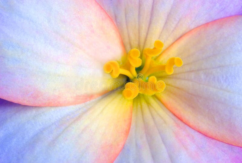 Begonia immagini stock libere da diritti