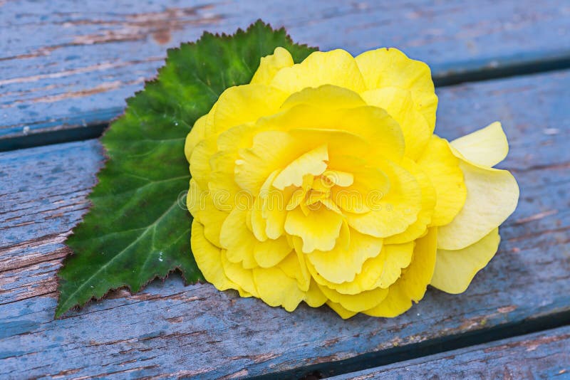 Begonia da giardino fotografia stock
